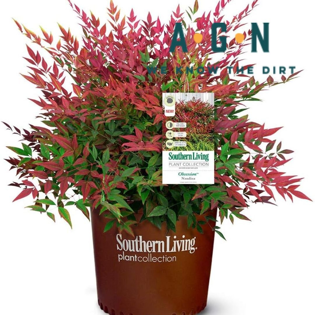 Obsession Nandina - America's Gardens Nursery