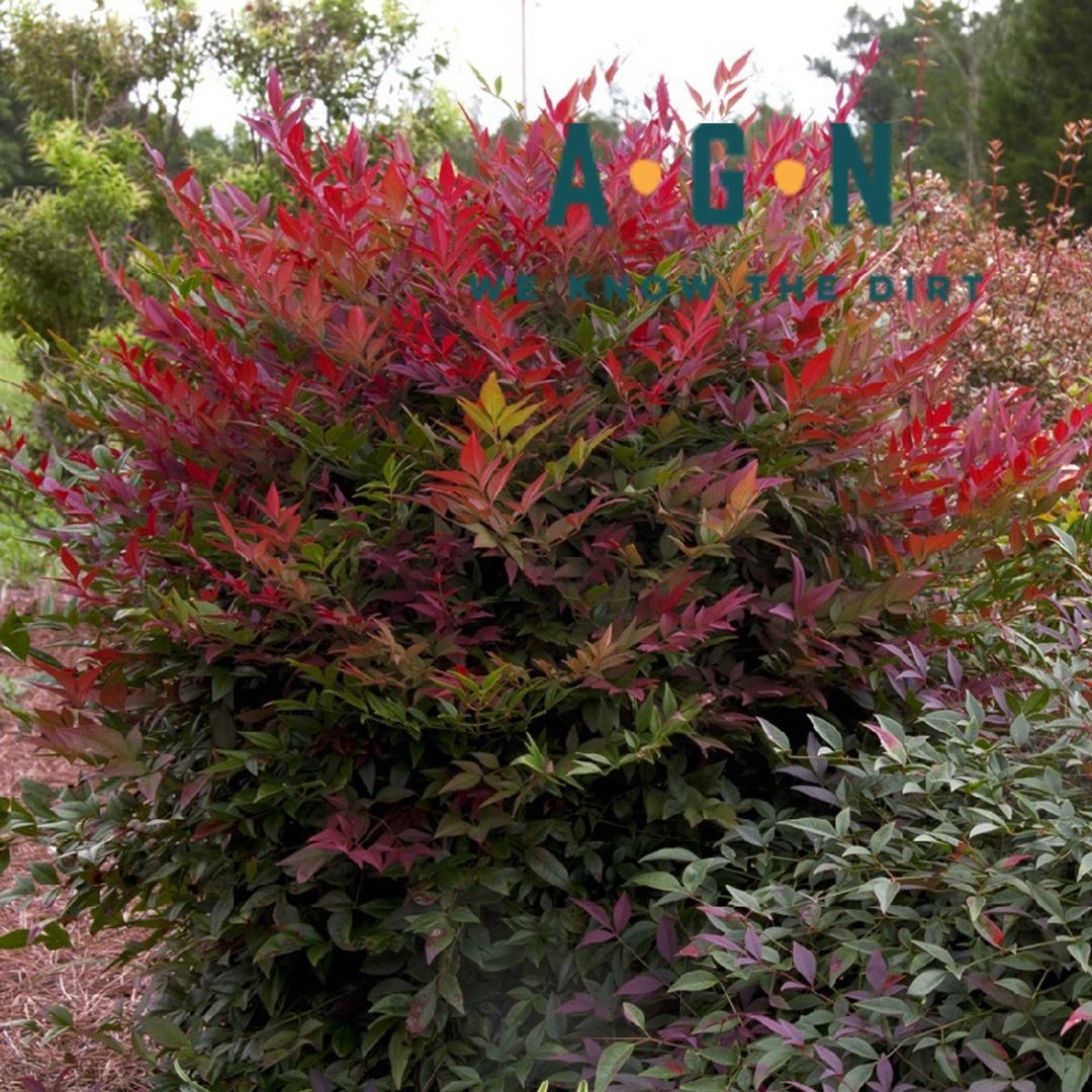 Obsession Nandina - America's Gardens Nursery