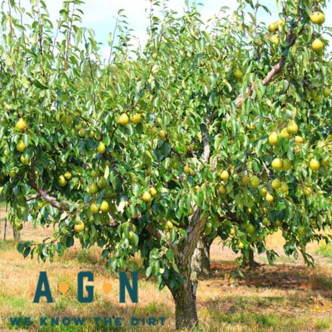 Olympic Pear Tree - America's Gardens Nursery