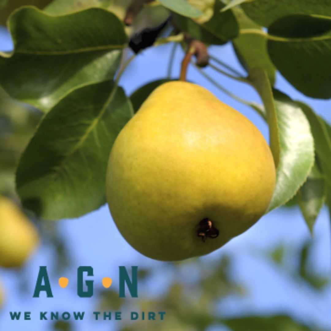 Olympic Pear Tree - America's Gardens Nursery