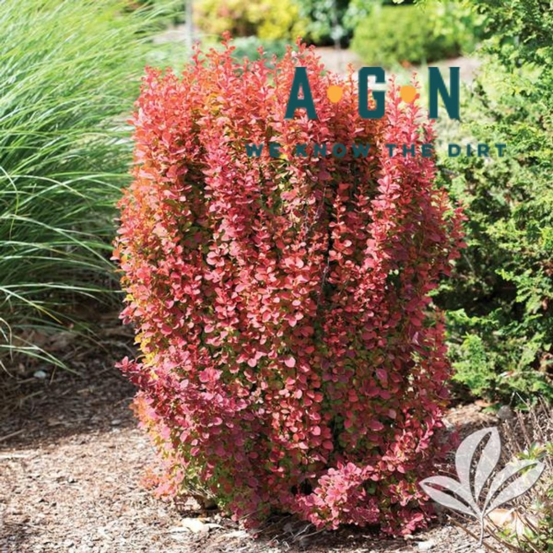 Orange Rocket Barberry - America's Gardens Nursery