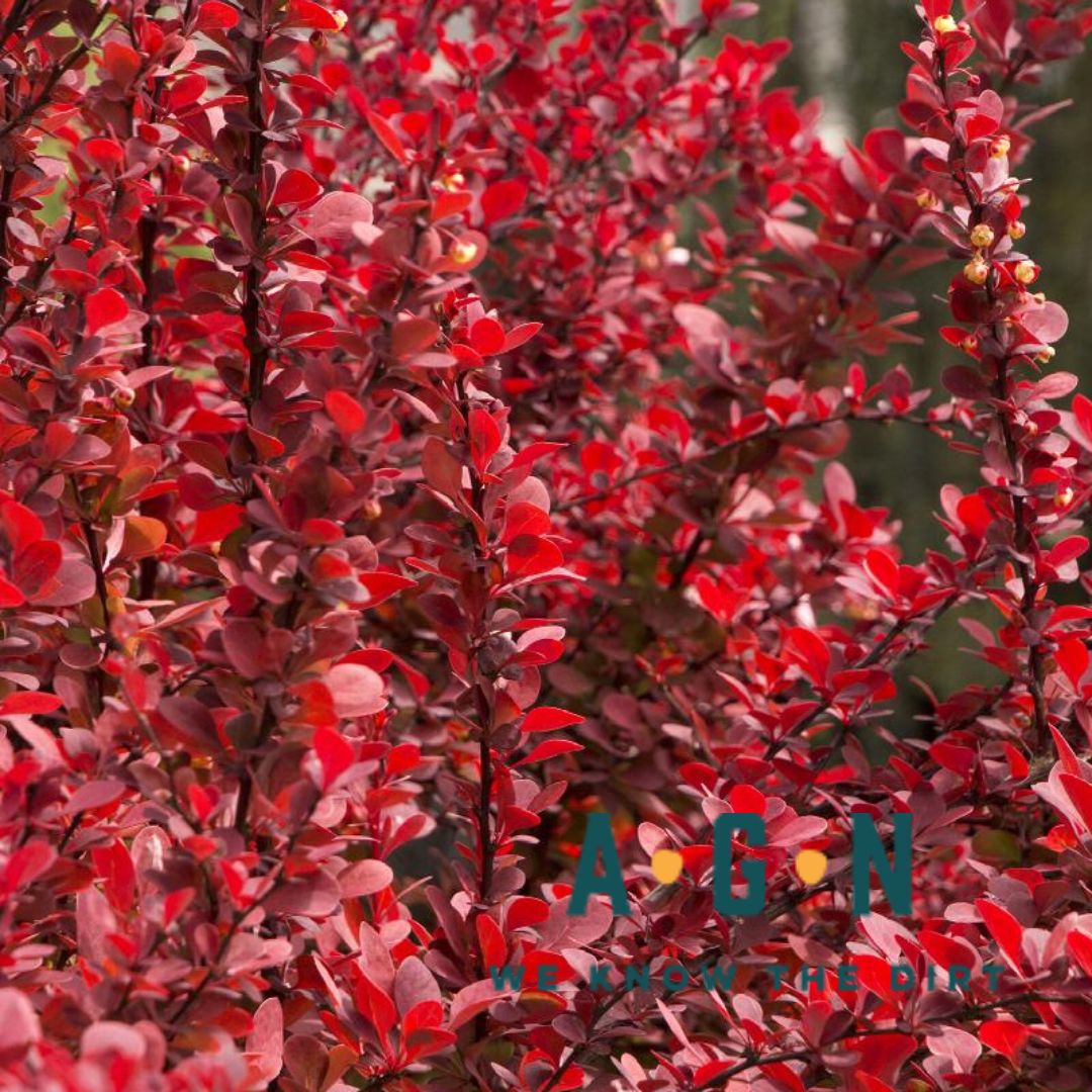 Orange Rocket Barberry - America's Gardens Nursery