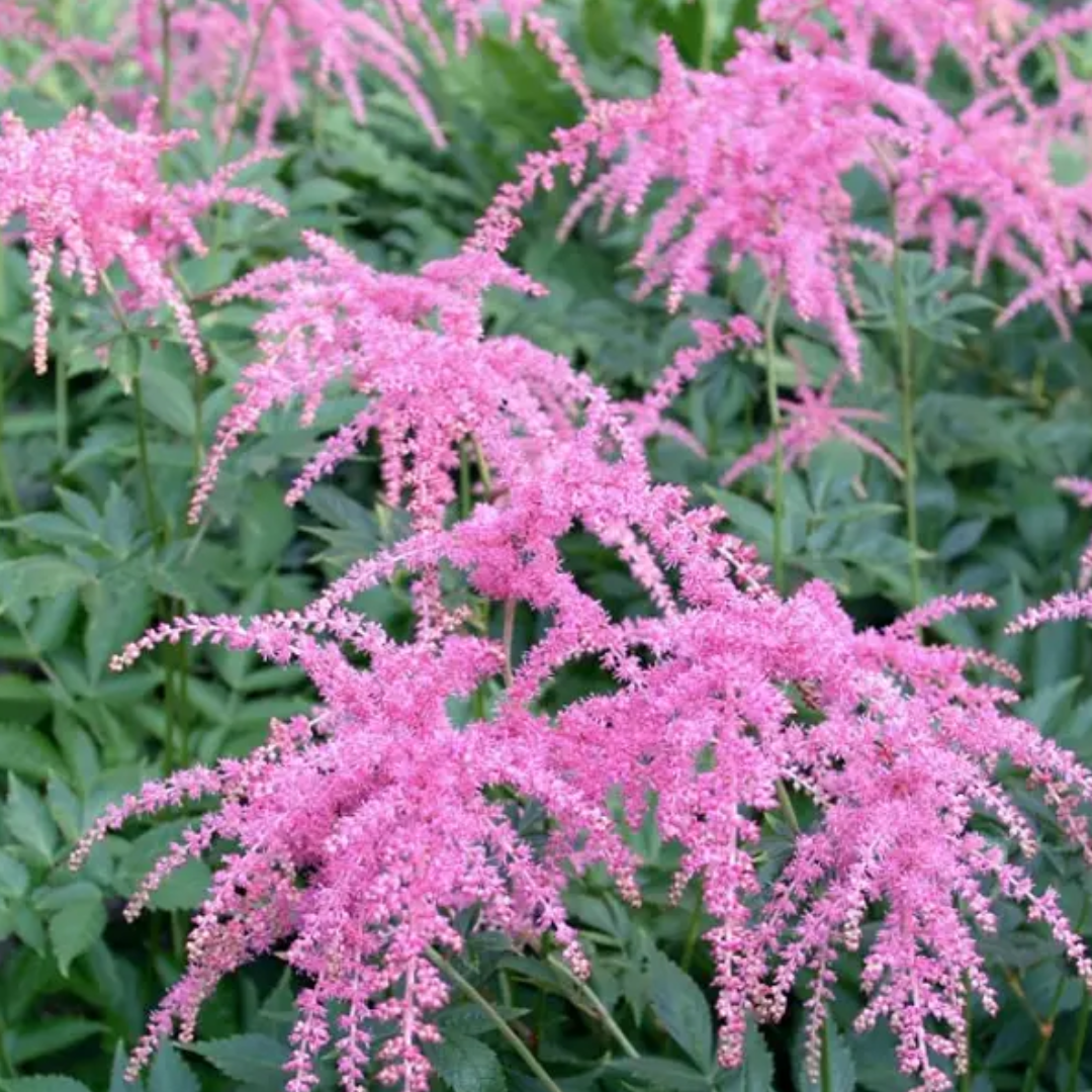 Ostrich Plume Astilbe - America's Gardens Nursery