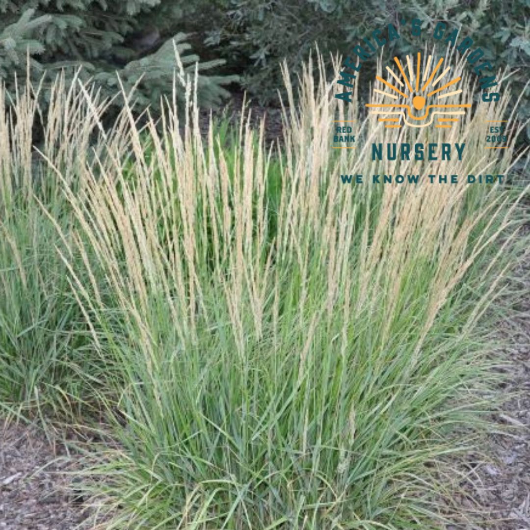 Overdam Feather Reed Fountain Grass - America's Gardens Nursery
