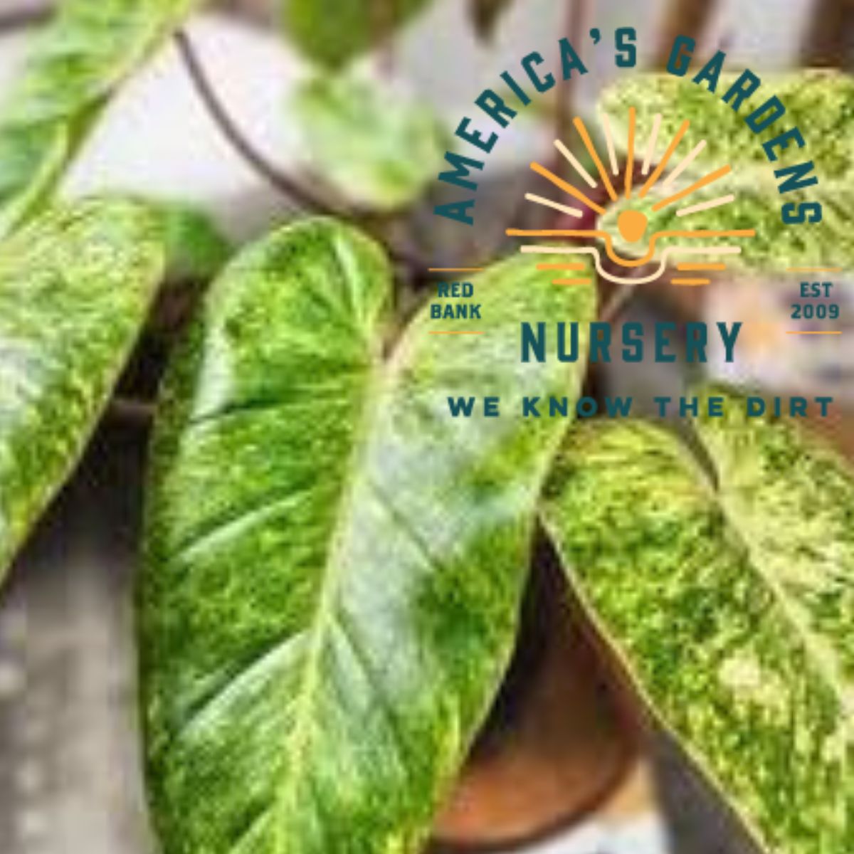 Painted Lady Philodendron - America's Gardens Nursery