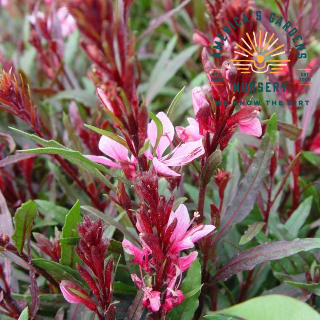 Passionate Blush Guara (Wandflower) - America's Gardens Nursery