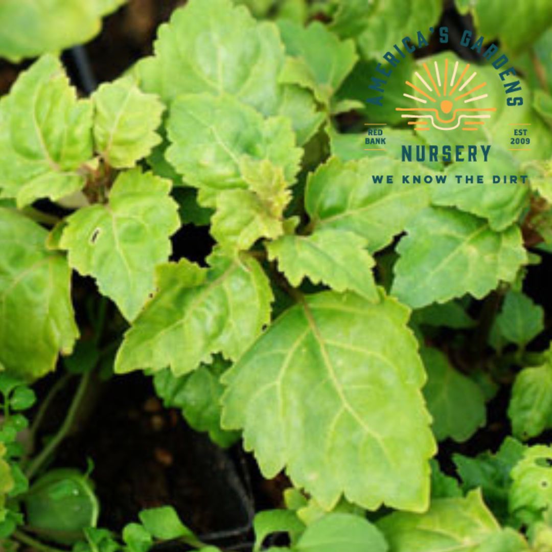 Patchouli Plant - America's Gardens Nursery