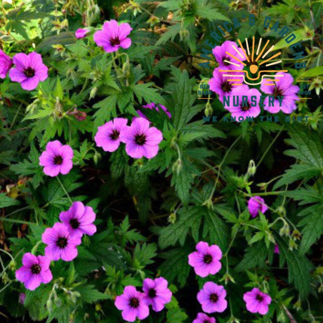 Patricia Hardy Geranium - America's Gardens Nursery
