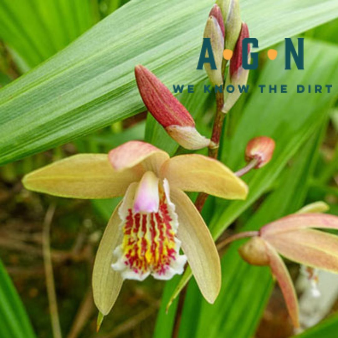 Penway Sunset Hardy Ground Orchid - America's Gardens Nursery