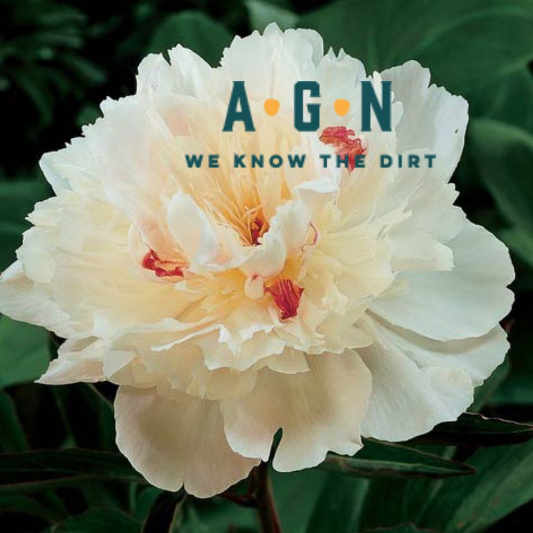 Peony, Double Festiva Maxima - America's Gardens Nursery