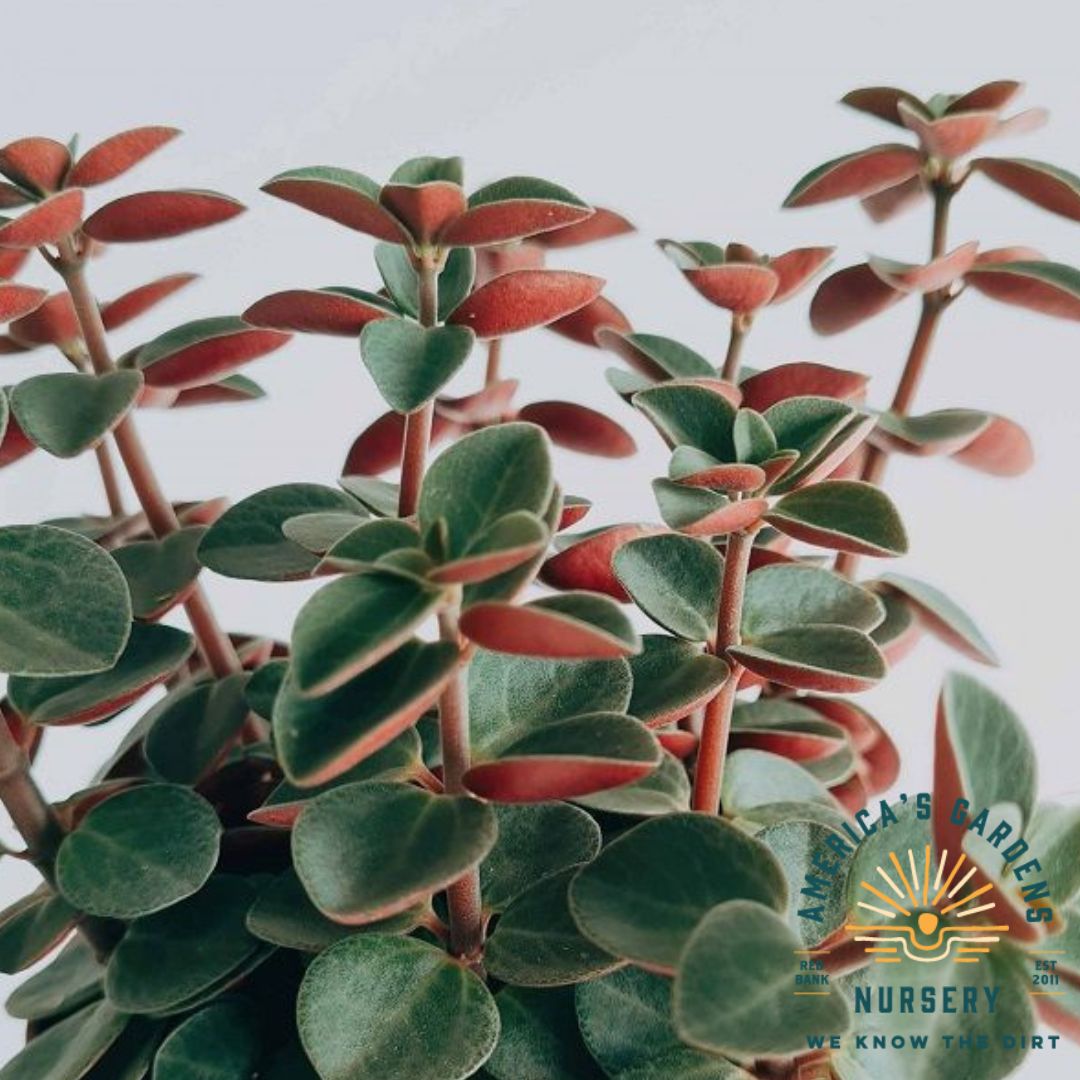Peperomia Verticillata, Red Log - America's Gardens Nursery