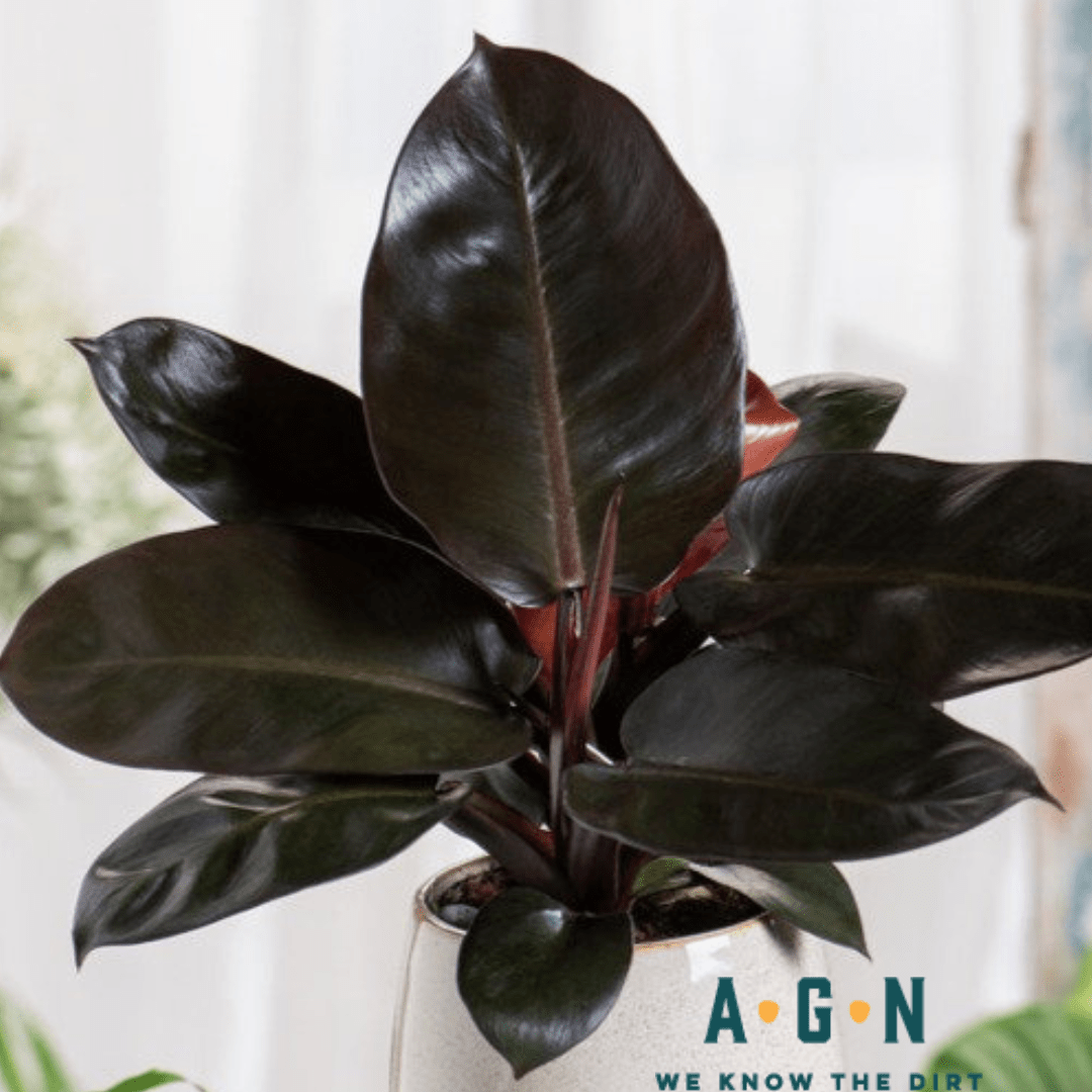 Philodendron Black Cardinal - America's Gardens Nursery