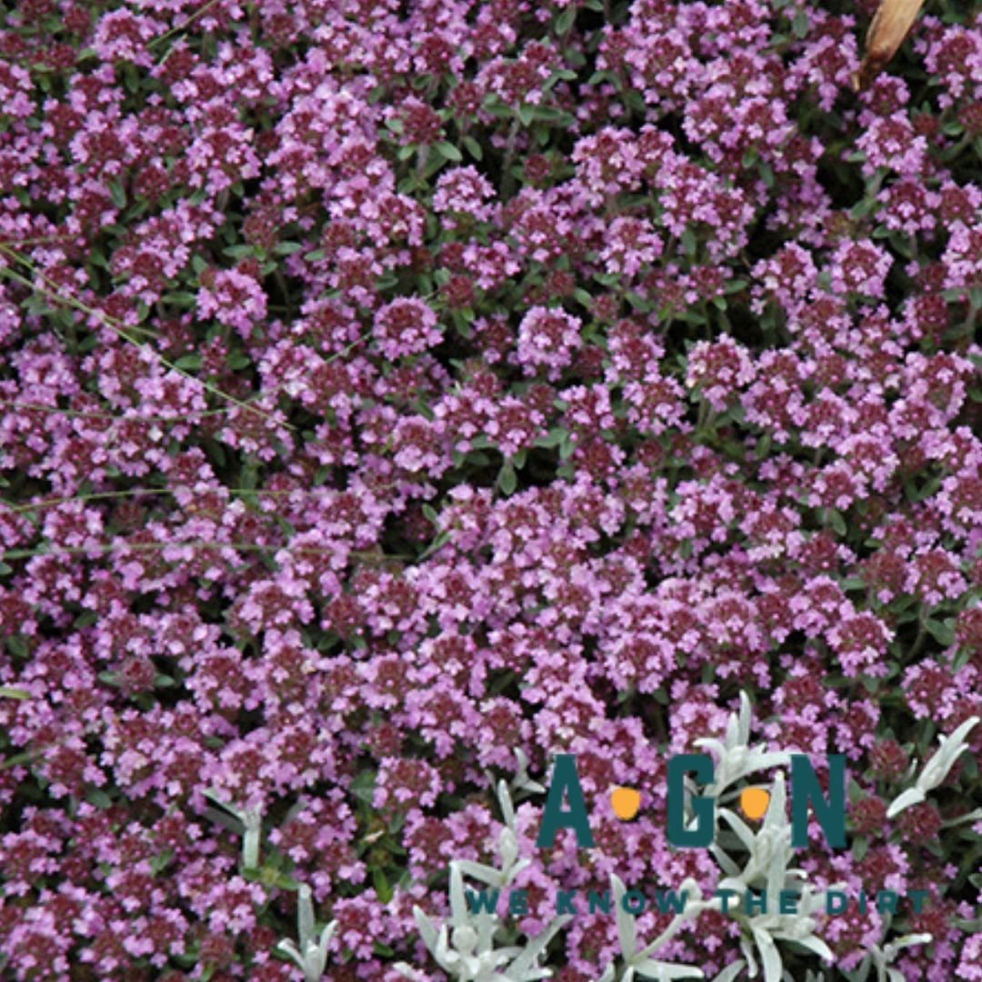 Pink Chintz Creeping Thyme - America's Gardens Nursery