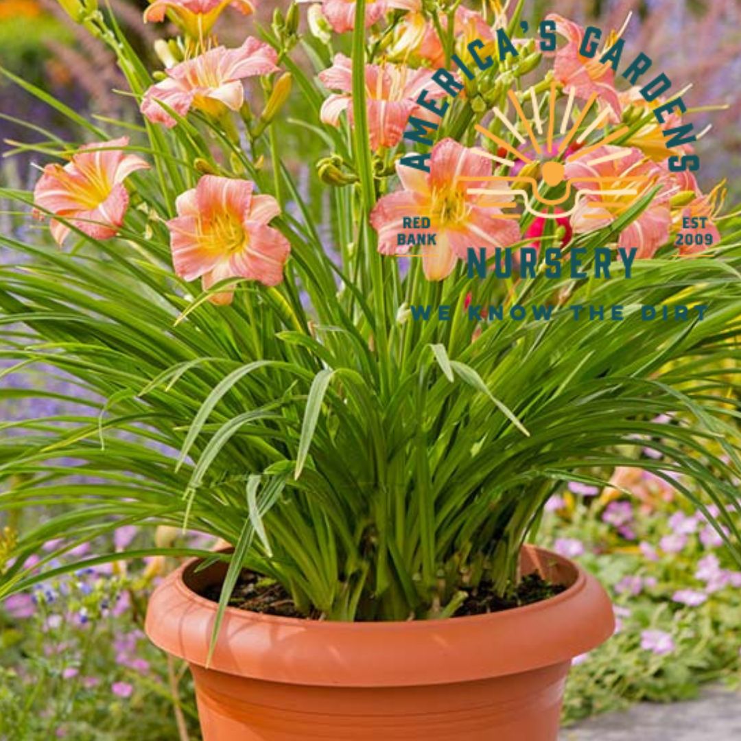 Pink Cream EveryDaylily Reblooming Daylily - America's Gardens Nursery