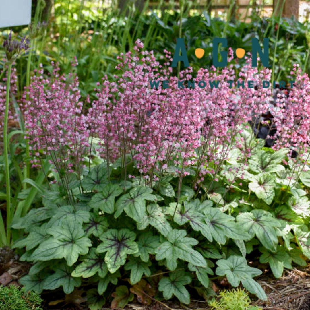 Pink Fizz Heucherella (Foamy Bells) - America's Gardens Nursery