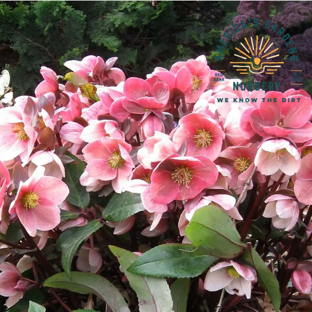 Pink Frost Helleborus (Lenten Rose) - America's Gardens Nursery