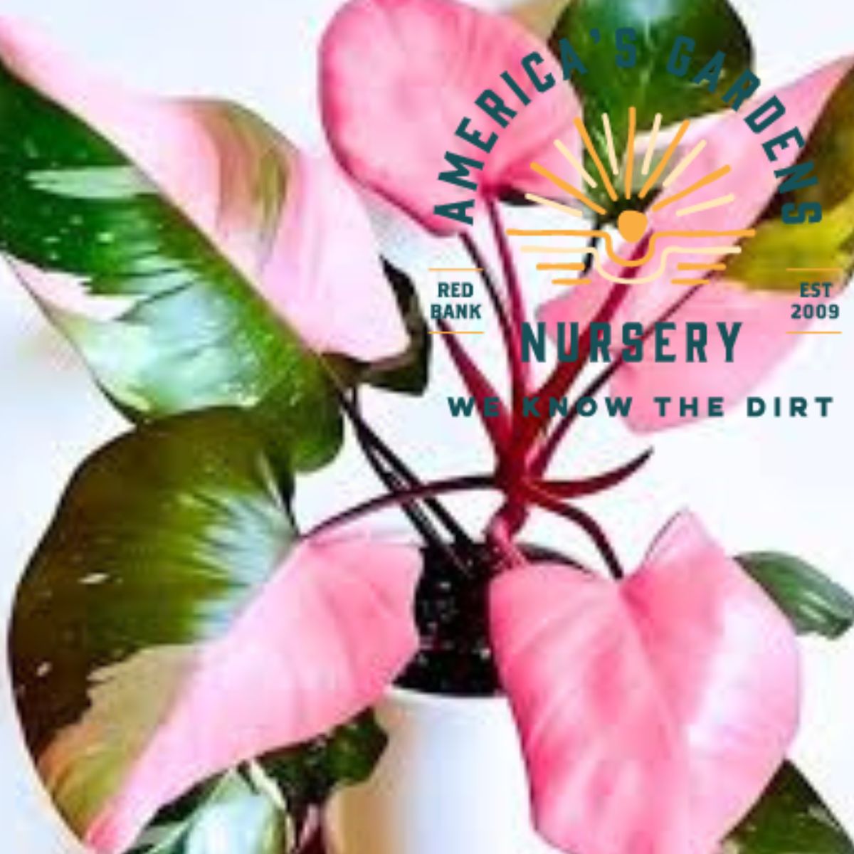 Pink Princess Marbled Philodendron - America's Gardens Nursery