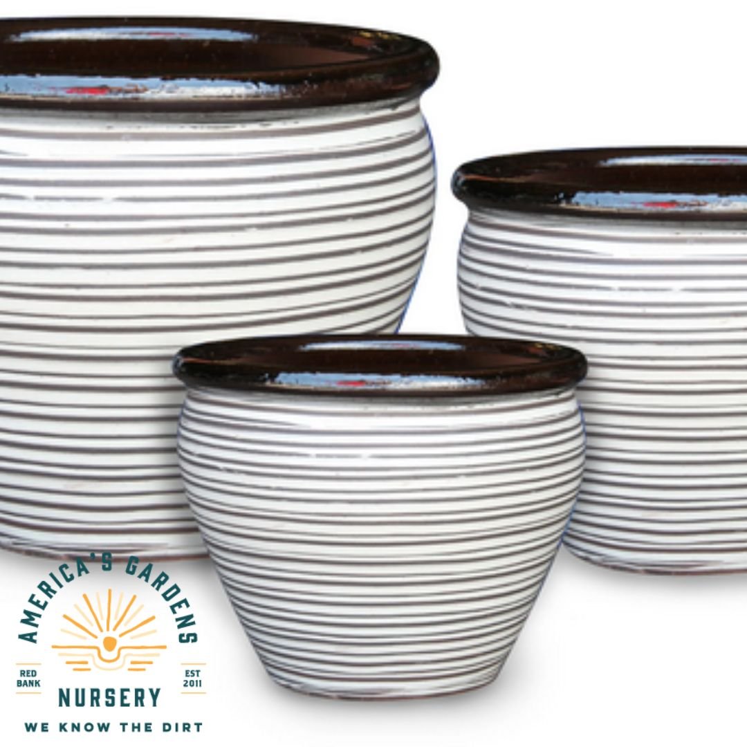 Pinstrip Low Chocolate & White Low Kettle Pot - America's Gardens Nursery