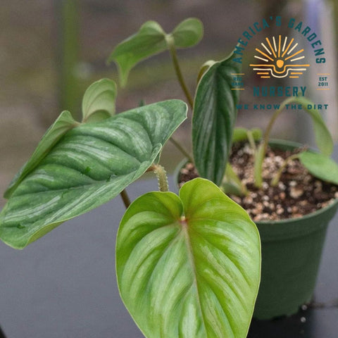 philodendron plowmanii round form Plowmanii Philodendron – America's Gardens Nursery