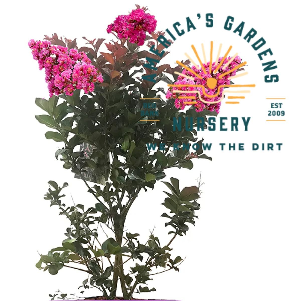 Plum Magic Crepe Myrtle - America's Gardens Nursery
