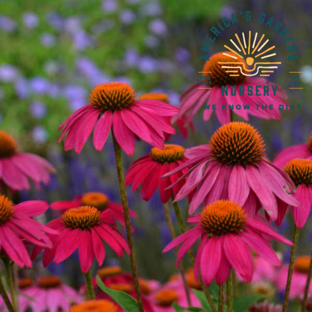 PowWow Echinacea (Cone Flower) - America's Gardens Nursery