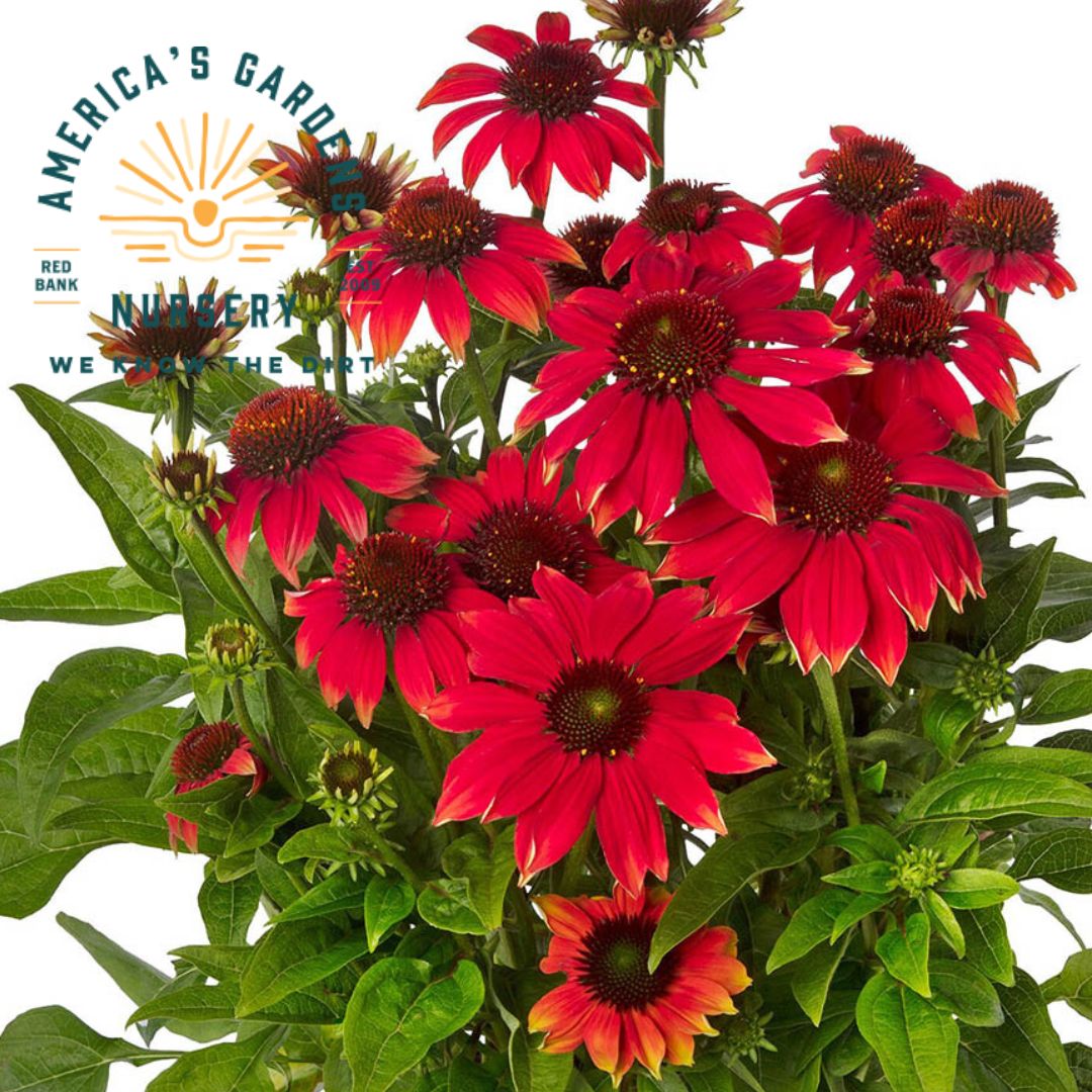 Prarie Blaze Orange Sunset Coneflower - America's Gardens Nursery
