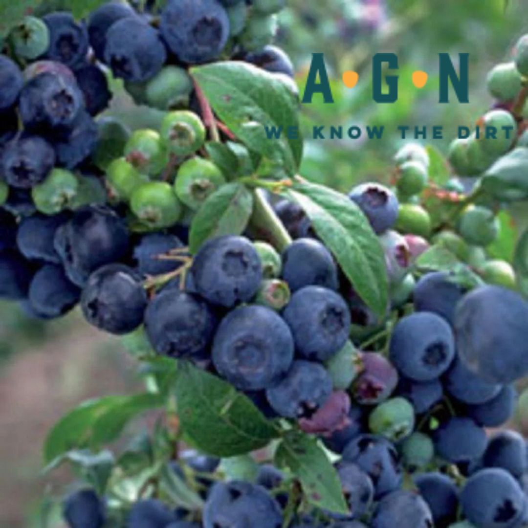 Premier Rabbiteye Blueberry - America's Gardens Nursery