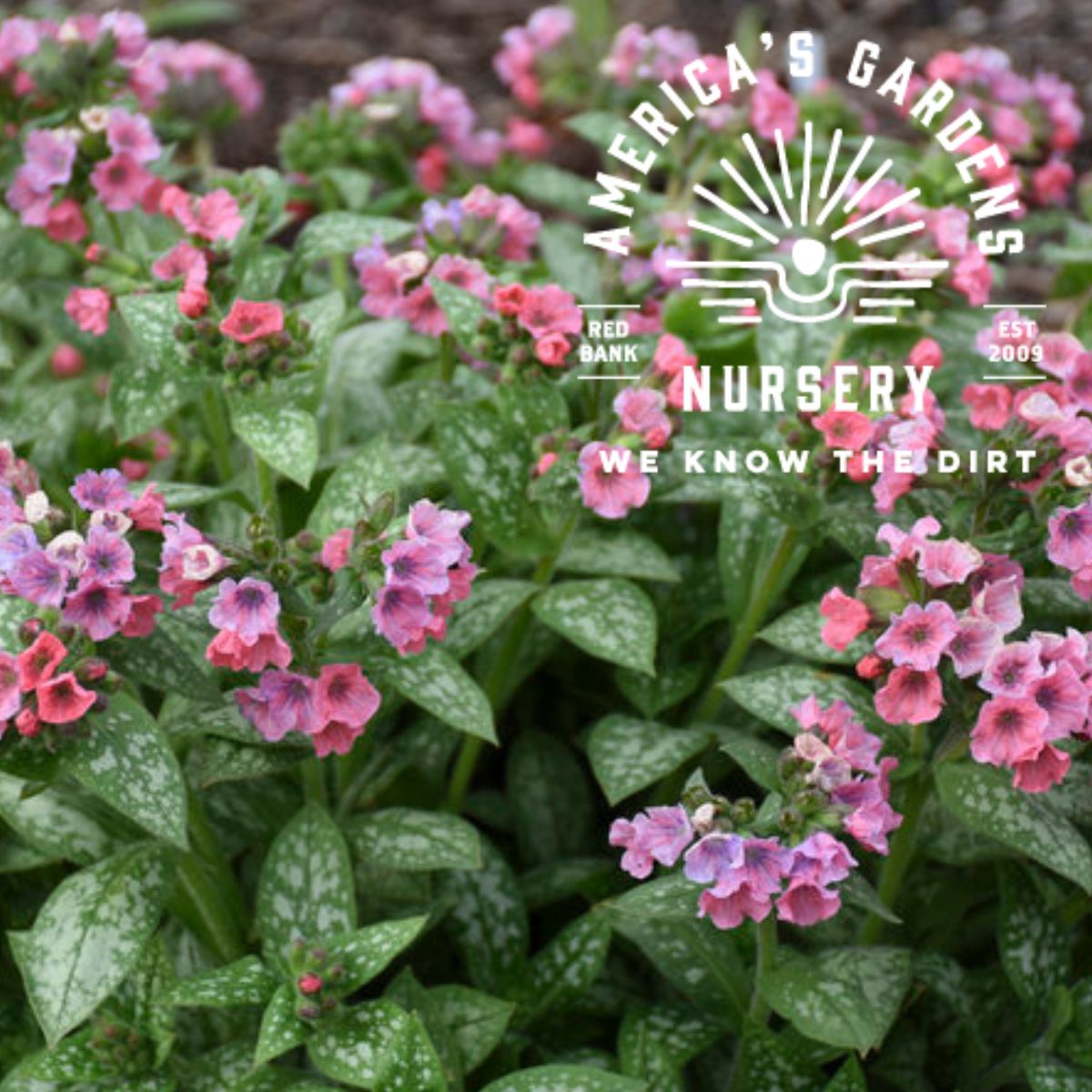 Pretty In Pink Pulmonaria (Lungwort) - America's Gardens Nursery