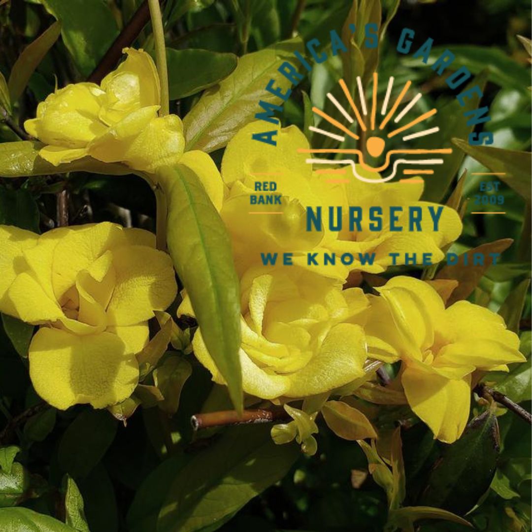 Pride of Augusta Carolina Jasmine - America's Gardens Nursery