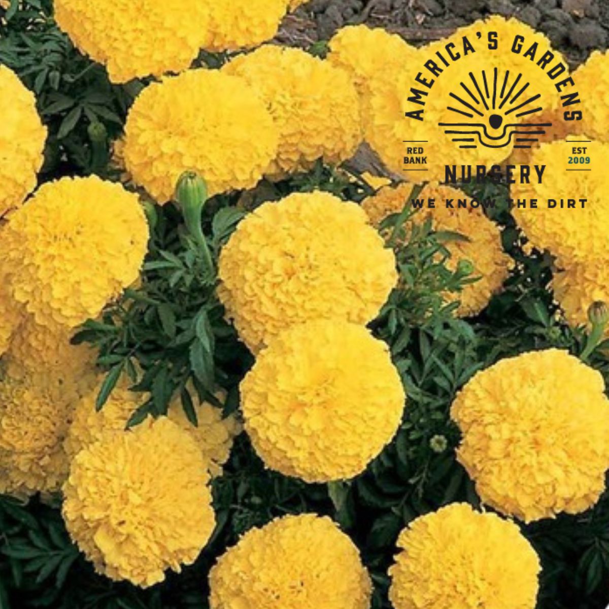 Primrose Inca II Marigold - America's Gardens Nursery