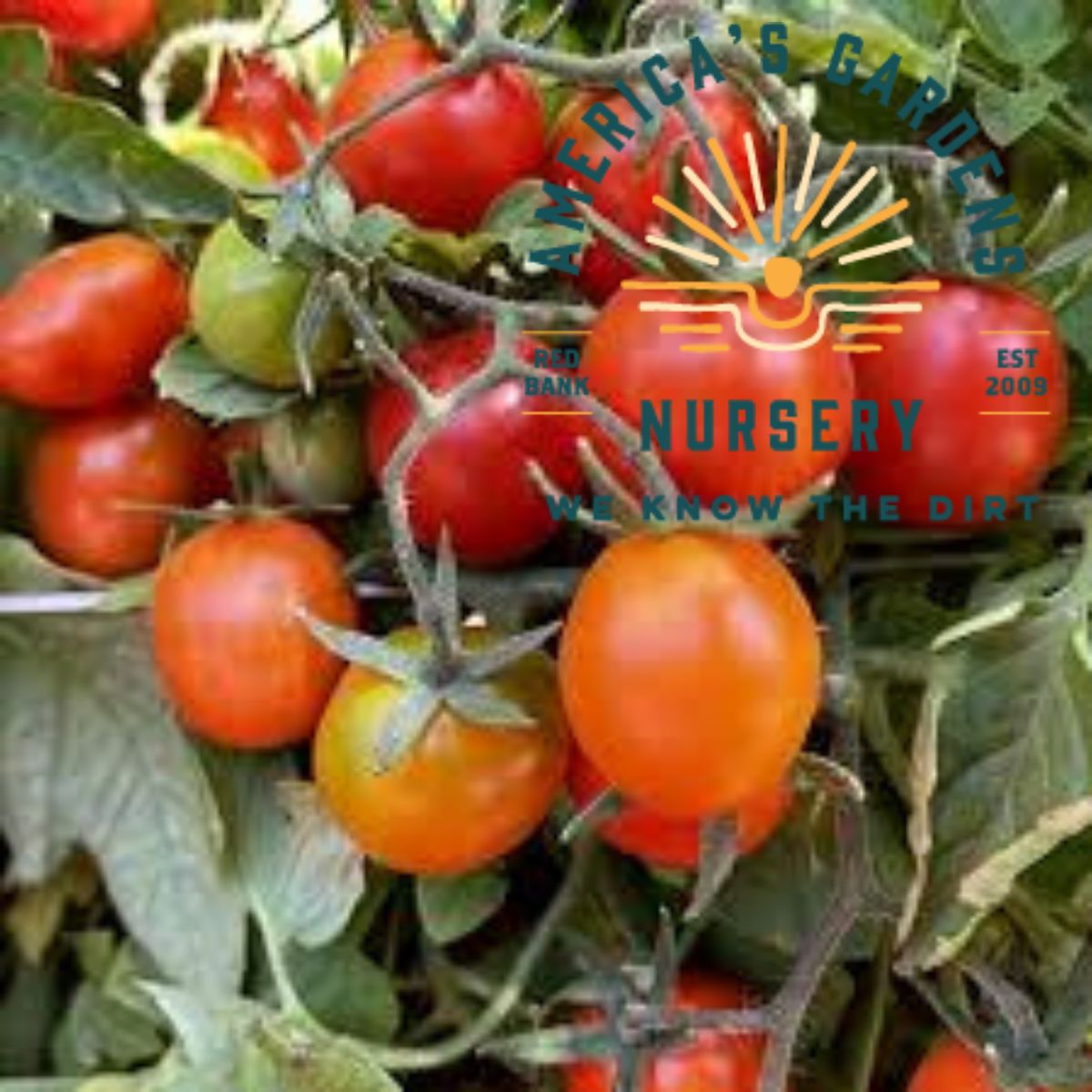 Principe Borghese Tomato Plant - America's Gardens Nursery