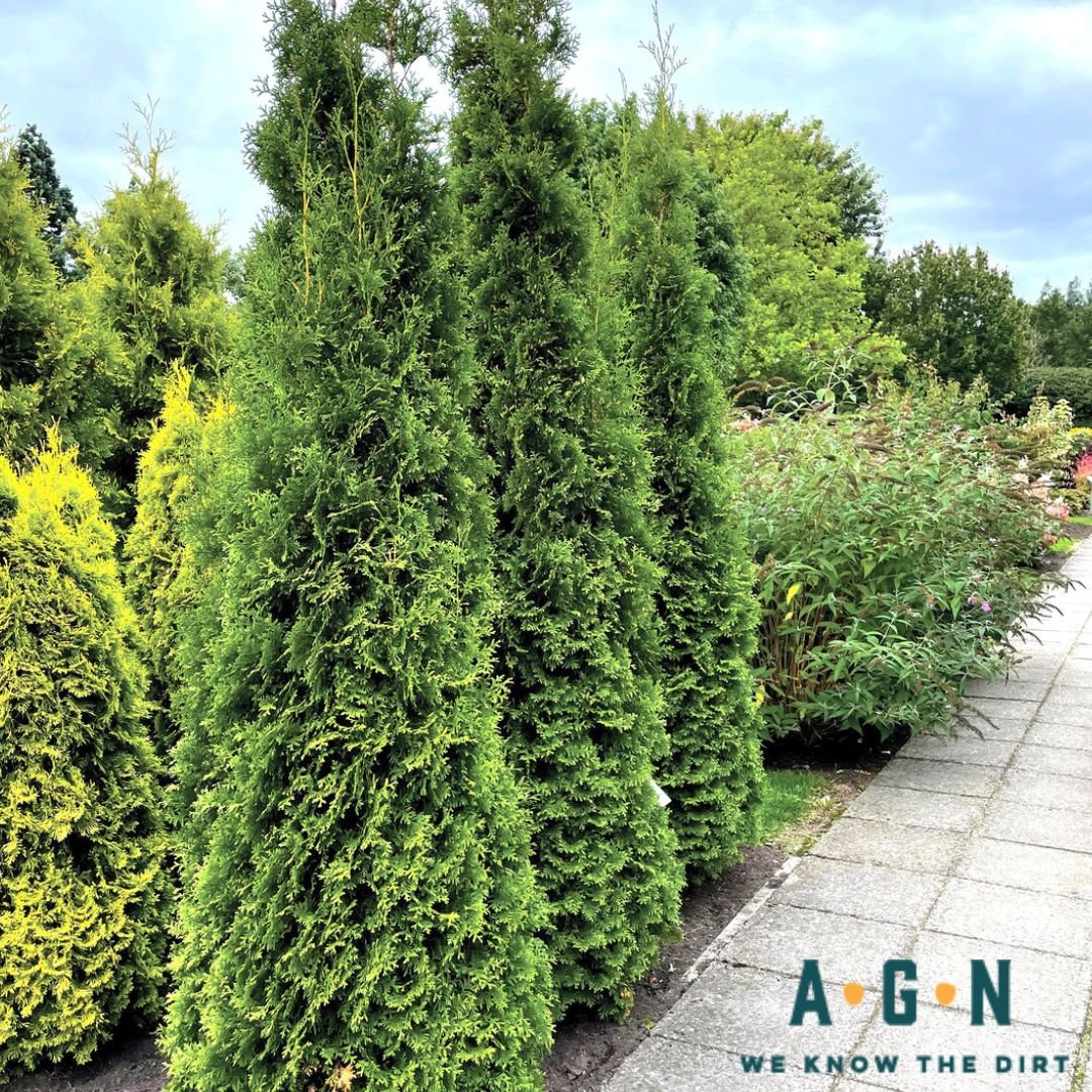 Private Jet Arborvitae - America's Gardens Nursery