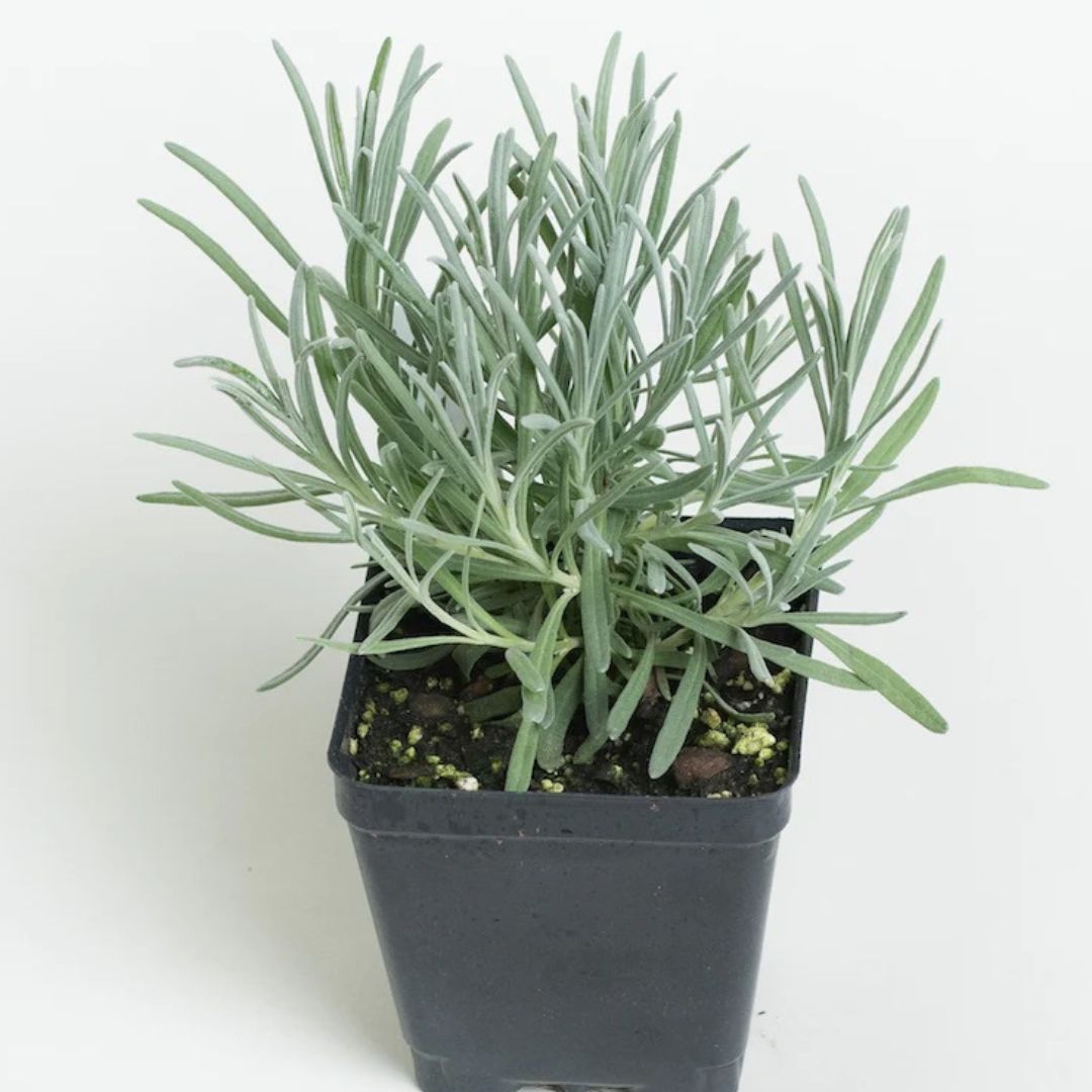 Provence Lavender - America's Gardens Nursery