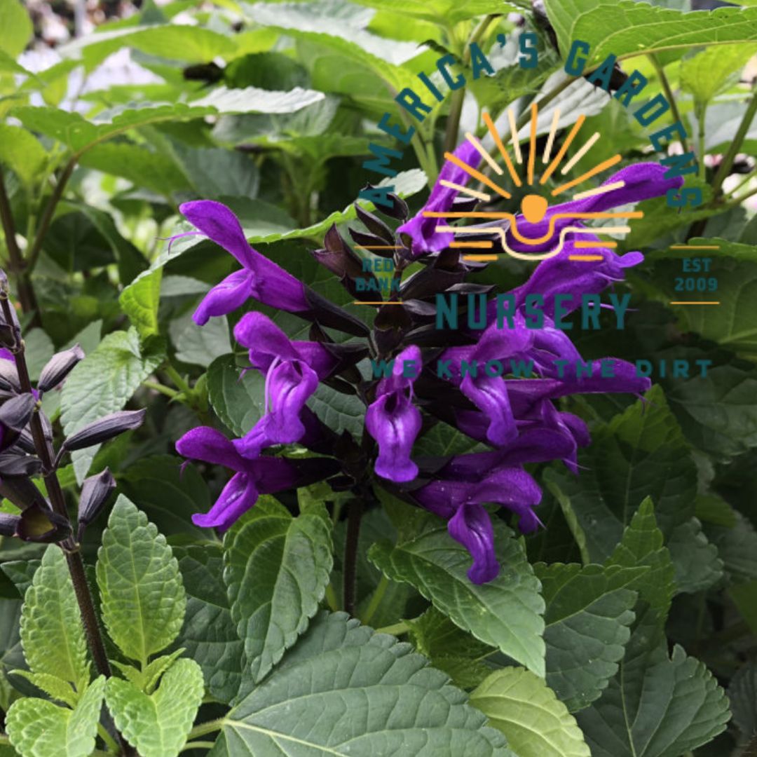 Purple & Bloom Salvia - America's Gardens Nursery