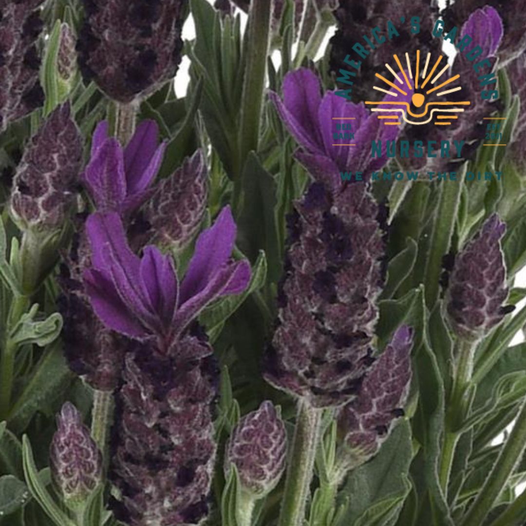 Purple Flare Lavender - America's Gardens Nursery