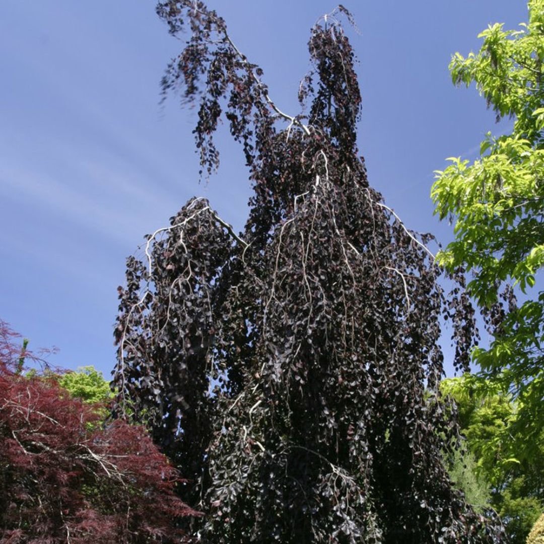 Purple Fountain Weeping Beech Tree – America's Gardens Nursery