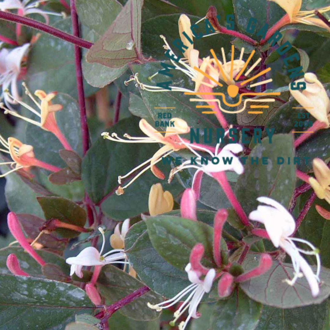 Purple Leaf Honeysuckle - America's Gardens Nursery