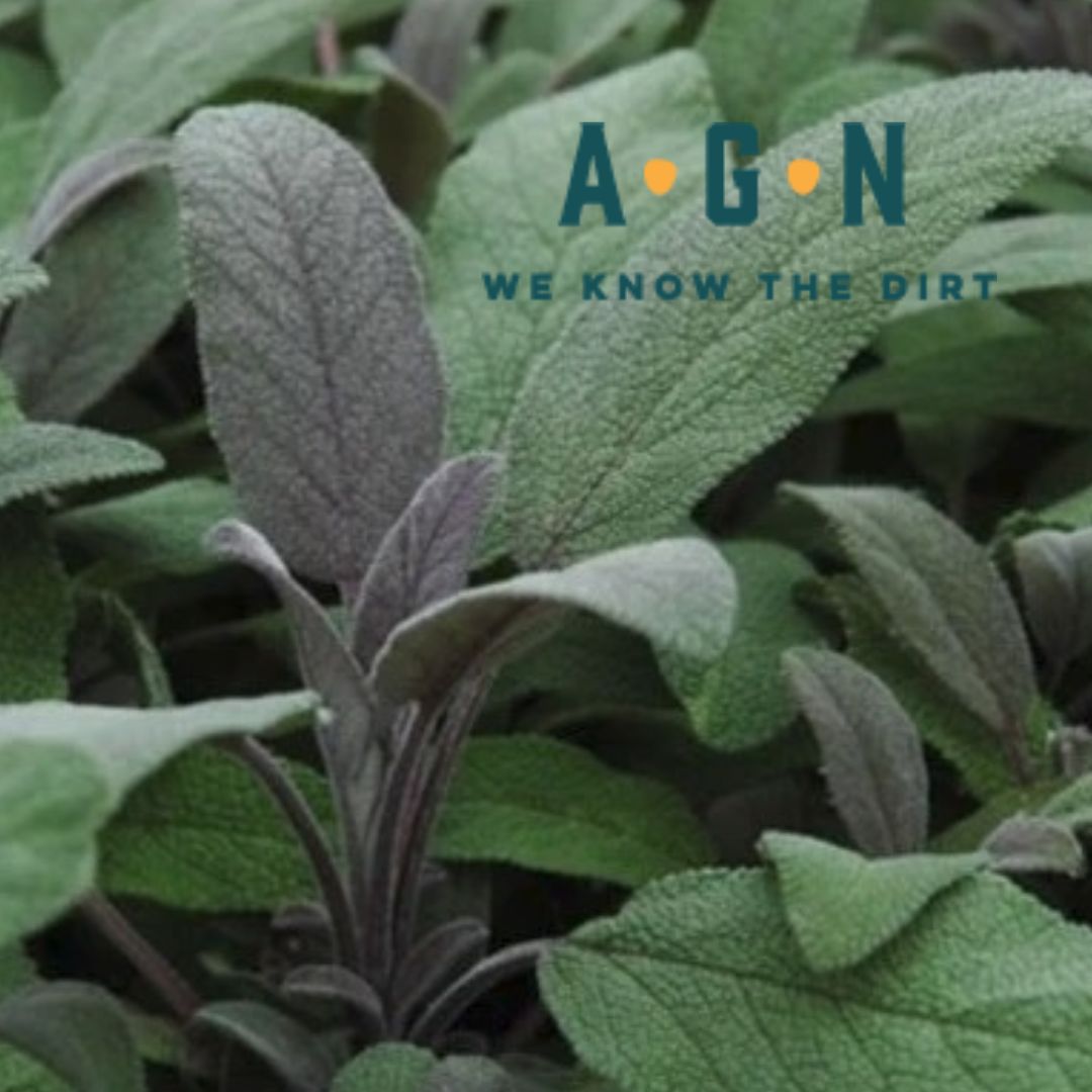 Purple Sage - America's Gardens Nursery