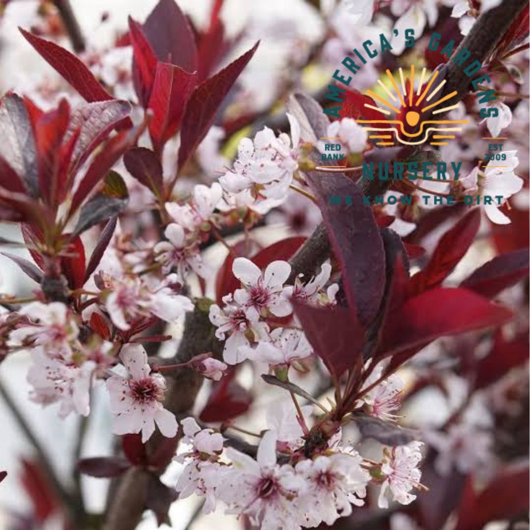 Purpleleaf Sand Cherry - America's Gardens Nursery