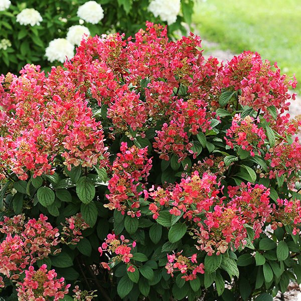 Quick Fire Hydrangea - America's Gardens Nursery