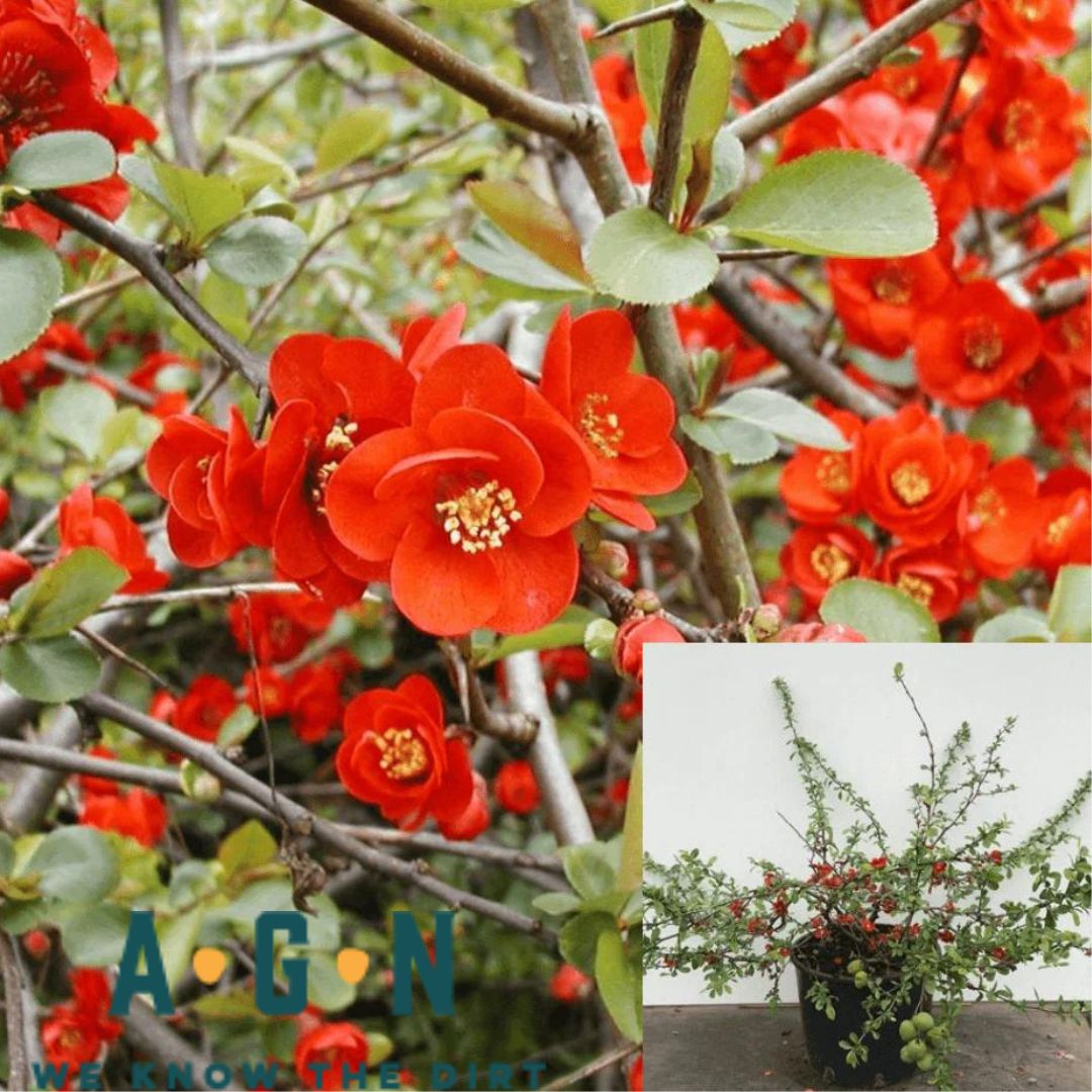 Quince Texas Scarlet - America's Gardens Nursery