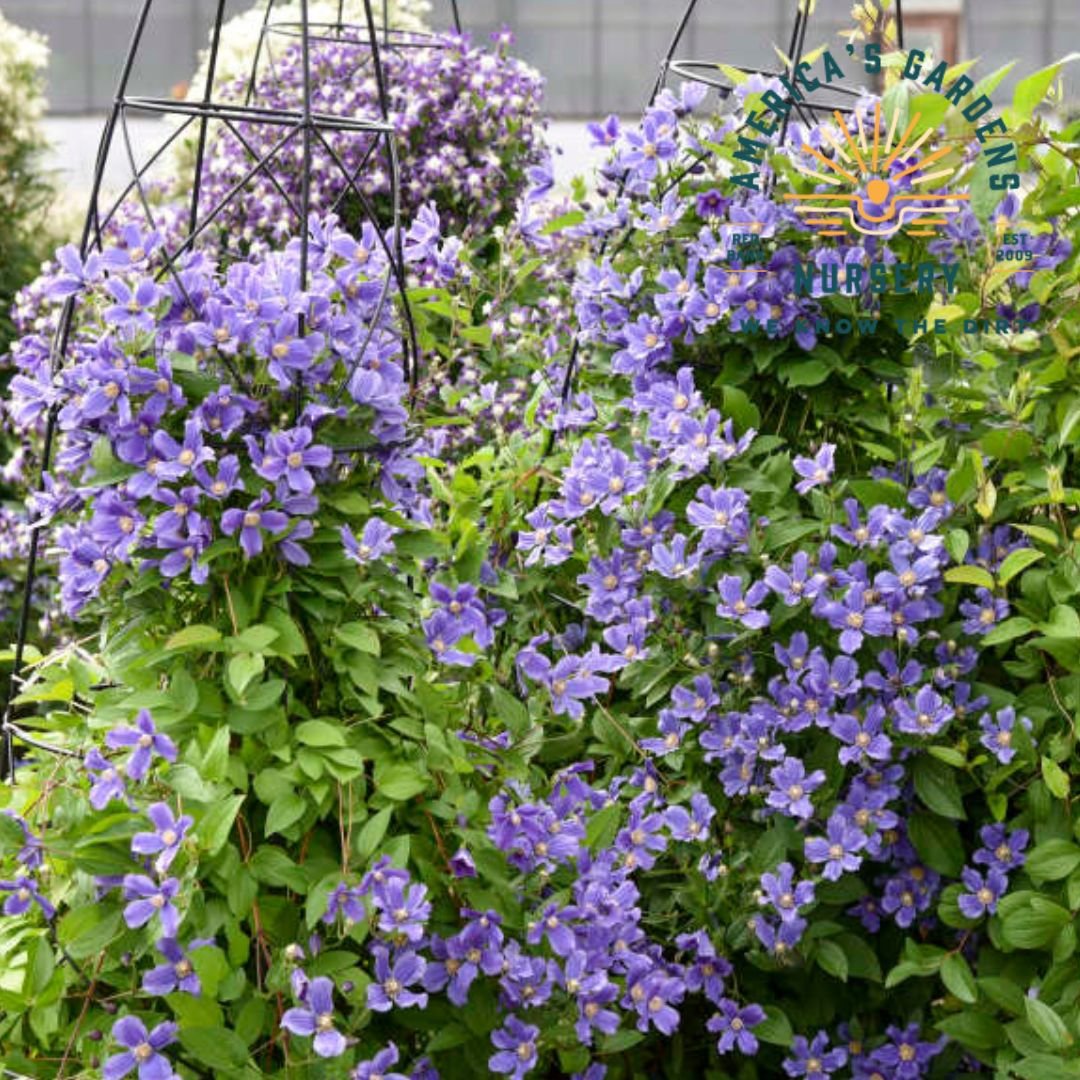 Rain Dance Clematis - America's Gardens Nursery
