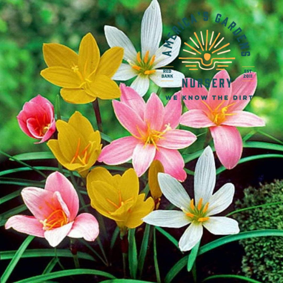 Rain Lily, Assorted - America's Gardens Nursery