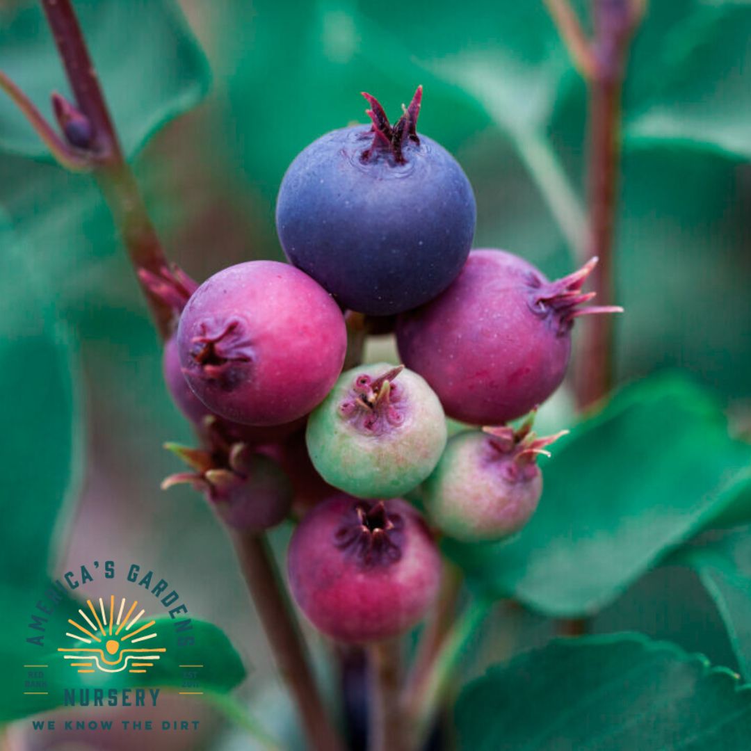 Rainbow Pillar Serviceberry - America's Gardens Nursery