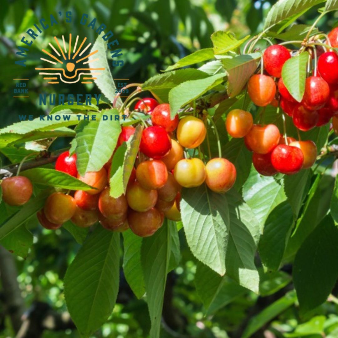 Ranier Cherry Tree - America's Gardens Nursery