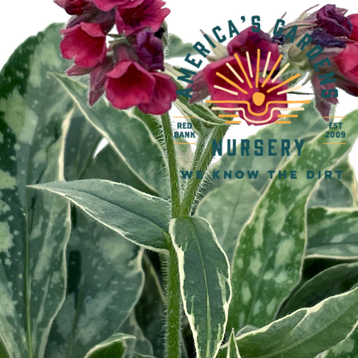 Raspberry Frost Lungwort - America's Gardens Nursery