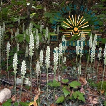Rattlesnake Orchid - America's Gardens Nursery