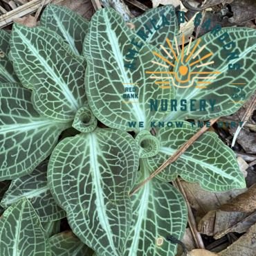 Rattlesnake Orchid - America's Gardens Nursery