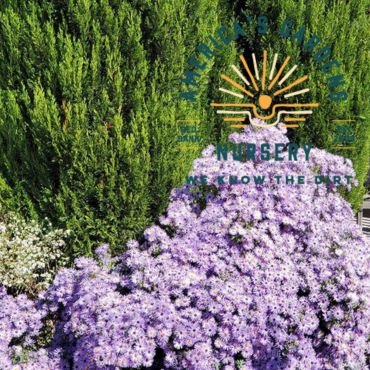 Raydon's Favorite Aromatic Aster - America's Gardens Nursery
