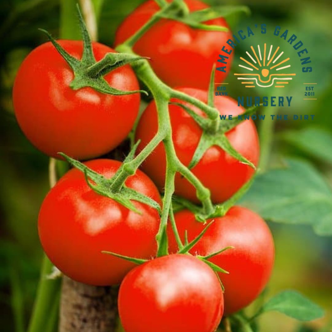 Red Cherry Large Tomato Plant - America's Gardens Nursery